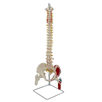 Omurga pelvik kemer Modu Anatomi Çalışması İçin Plvik Femur Ve Spinal Sinirler Bağlı Sakrum Modeli Tıbbi Ders Gösterisi